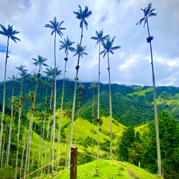 La Vallée de Cocora et ses palmiers de cire