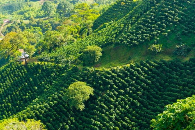 Plantation Région du café