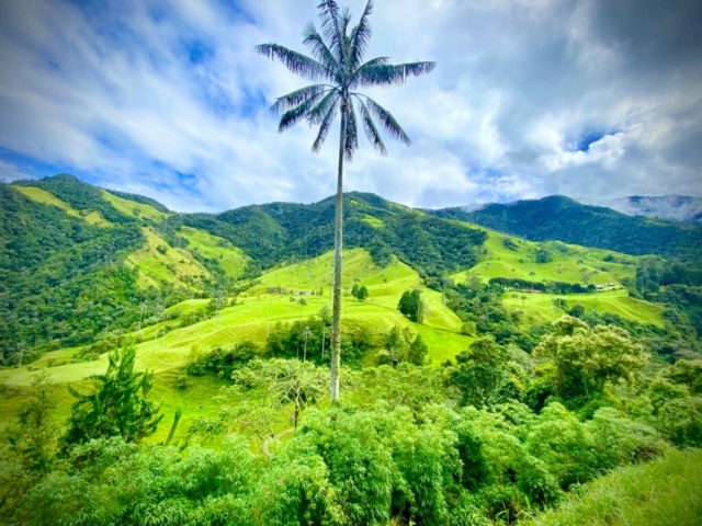 Palmier de cire dans la Vallée de Cocora