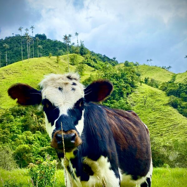 Une vache dans la vallée de Cocora