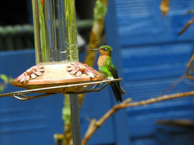 Observation des colibris