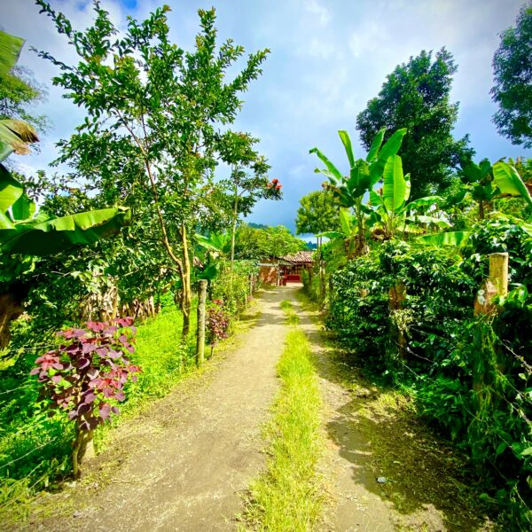 Entrée d'une finca de café