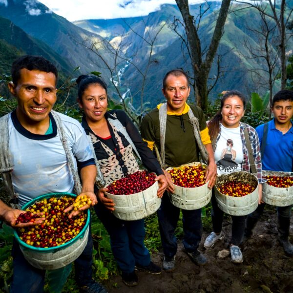 Récolte des cerises de café avec une famille colombienne