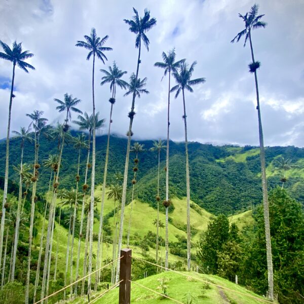 Vallée de Cocora et ses palmiers de cire