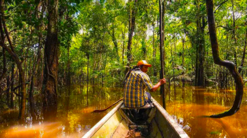 Naviguer sur une mangrove