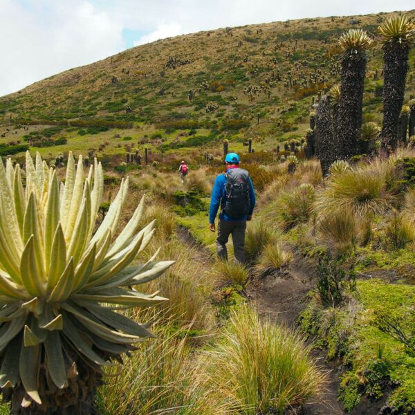 Trek dans les paysages paramos