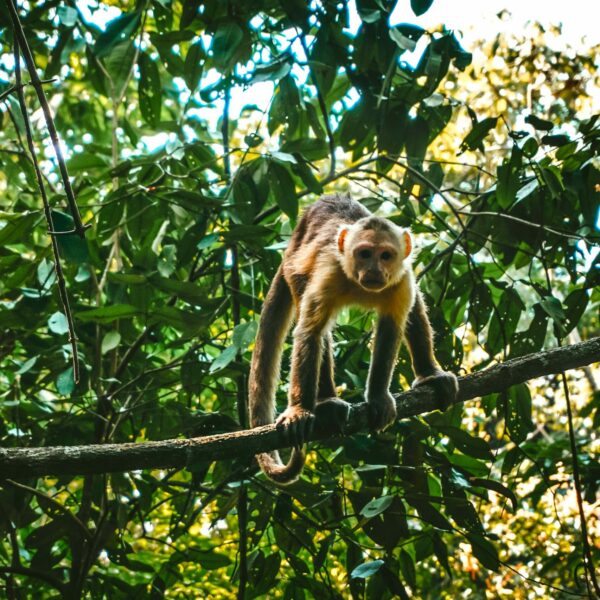 Observation des singes à Tayrona